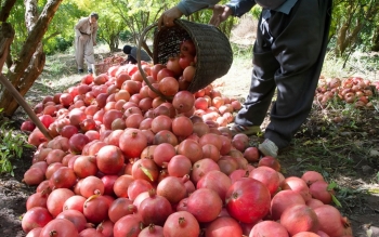 انار شب یلدا تامین است/ ایران رتبه سوم تولید انار در جهان