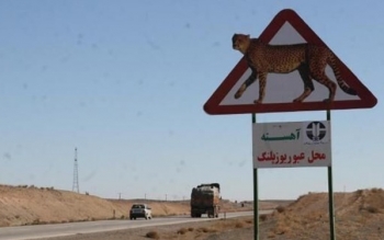 ایمن‌سازی جاده مرگ یوزها لاک‌پشتی پیش می‌رود
