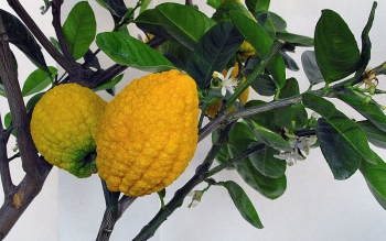 به جای یاس هلندی در ورودی رشت بادرنگ بکاریم