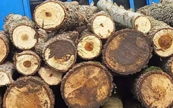 توقیف خودرو‌های حامل چوب قاچاق در ماسال
