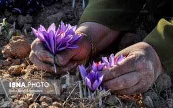 زعفران ایران به اسم کشورهای دیگر صادر می‌شود