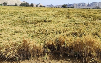 ۲۰۰ هزار تُن گندم  در خوزستان از دست رفت
