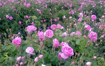 گیلان نیز به عطر گل محمدی آگین شد
