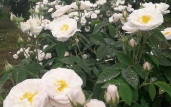 چرا کاشت گل محمدی در رشت، شهر خلاق خوراک بازدهی دارد؟