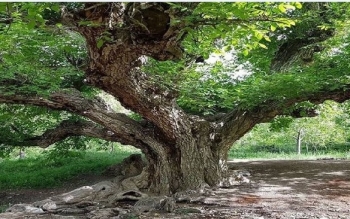 ثبت ملی ۳ اثر طبیعی استان گیلان