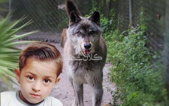 مرگ هولناک پسر ۷ ساله با حمله گله گُرگاس