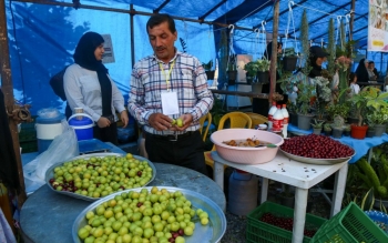 گزارش تصویری؛جشنواره آلوچه در گوراب زرمیخ صومعه سرا