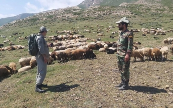 ورود غیرمجاز بیش از هزار راس دام به مراتع گیلان