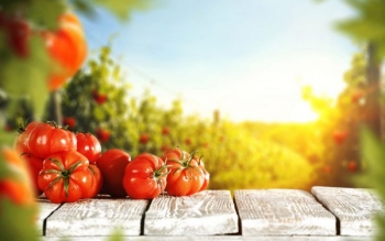 ایرانی ها نخستین بار کجا گوجه فرنگی خوردند؟