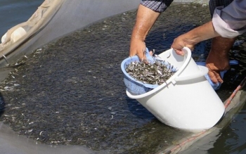 رها سازی بیش از ۲ میلیون قطعه بچه ماهیان استخوانی در حوزه دریای کاسپین
