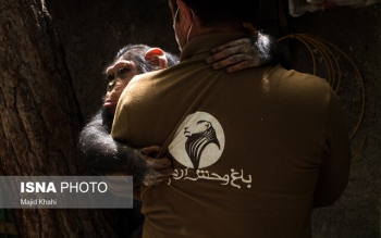 ۶۰ درصد از حیوانات باغ وحش ارم «پیر» هستند