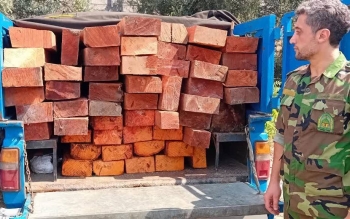 کشف و ضبط ۵۹ اصله درخت قاچاق در شهرستان رودبار