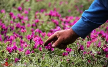این ۸ بوته، صدرنشین گیاهان دارویی گیلان هستند