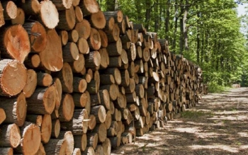 کشف بیش از ۵ تن چوب قاچاق در رضوانشهر
