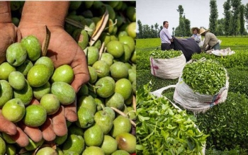 بازنگری استاندارد ۲ محصول راهبردی گیلان در حال انجام است