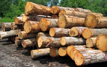 کشف ۹ تن چوب جنگلی قاچاق در رضوانشهر