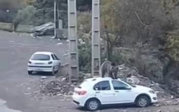 فیلم/حضور ترسناک خرس در جاده چالوس؛خشمگین یا در جستجوی غذا روی سقف کوئیک