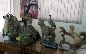 نمونه های تاکسیدرمی از فضای ادارات محیط زیست جمع آوری شود