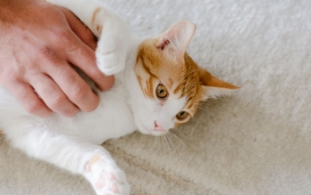 جراحی قلبِ صاحب یک گربه در رشت؛سکته گربه روی تخت صاحب