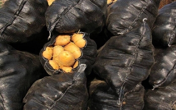 سیب‌زمینی ارزان شد