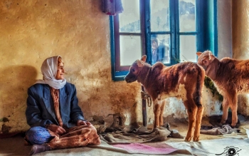 بررسی پدیدارشناختی مفهوم جنسیت در میانه­ ی سنتِ فرهنگی «ورزا جنگ»