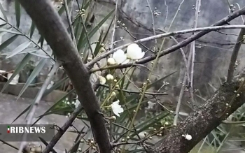 ۳۵ روز مانده به بهار درختان آلوچه در صومعه سرا شکوفه دادند
