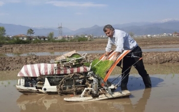 نخستین کشت نشاء مکانیزه برنج در تالش انجام شد