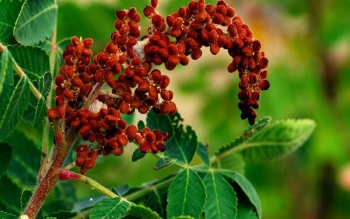 سماق؛ ادویه‌ای خوش‌طعم با چاشنی سلامت