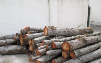 کشف ۱۰ تن چوب جنگلی قاچاق در شفت