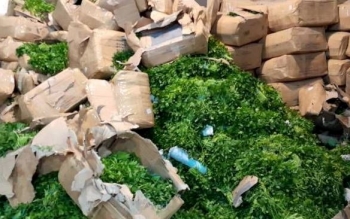 جاسازی ۳۷۵ کیلو مخدرِ «گُل» لابلای سبزی‌های صادراتی گمرک آستارا