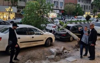 درخت های جوانی که تابِ ایستادن ندارند و سقوط می  کنند