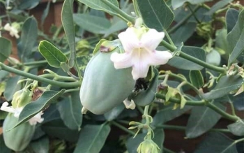 آروجیا؛ مهاجم خوش خط و خال نوظهور طبیعت گیلان
