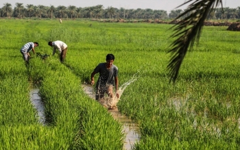 کشت برنج در خوزستان ممنوع شد