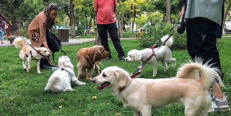 سگ گردانی در آستانه اشرفیه ممنوع شد