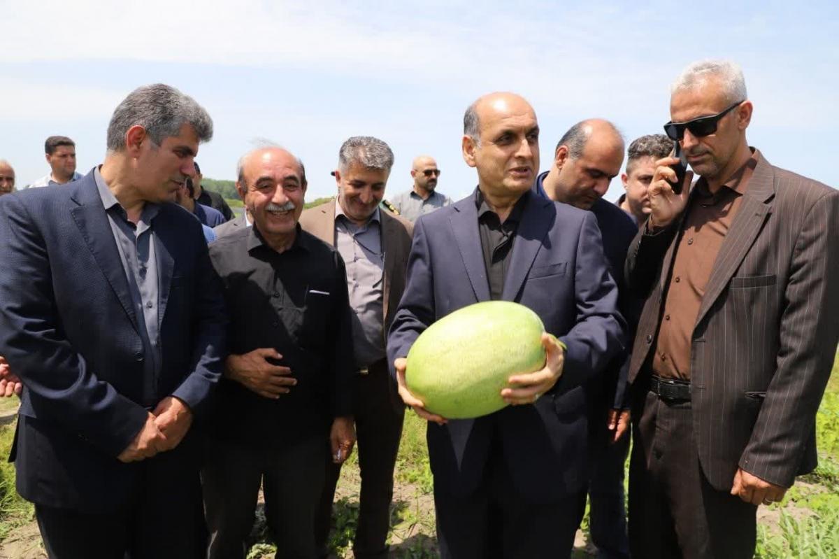 برنامه ریزی برای صادرات هندوانه  «چاف» به کشورهای حوزه خلیج فارس