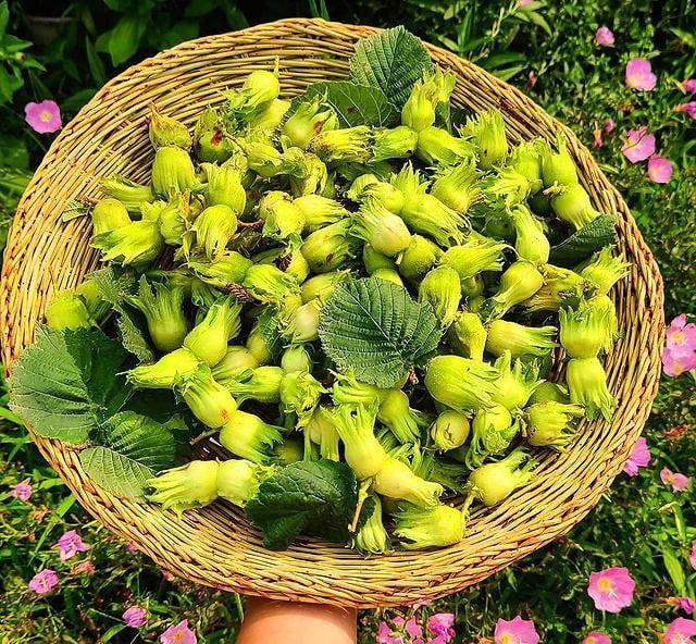  آغاز برداشت نوبرانه فندق در رودسر، قطب اول فندق ایران