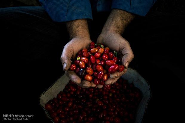 میوه کوچک با قدرت شگفت‌انگیز برای سلامت بدن