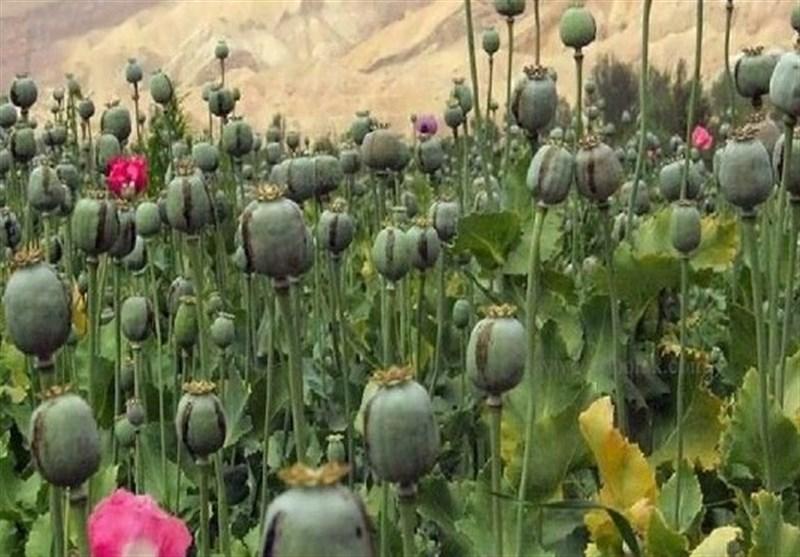 کشت «خشخاش» ممنوع/ برخورد با کشت غیرمجاز گیاهان مخدرپایه