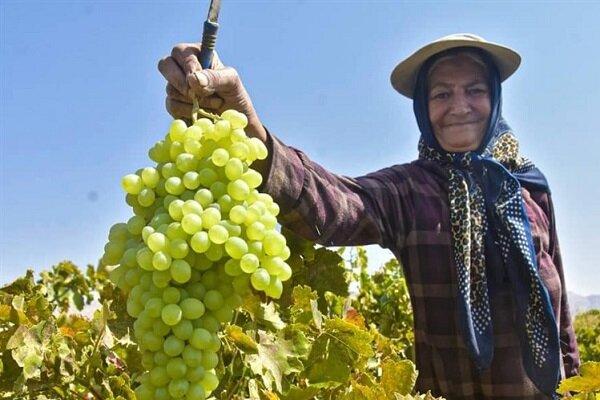 آیا انگور «اَبَر غذا» است؟
