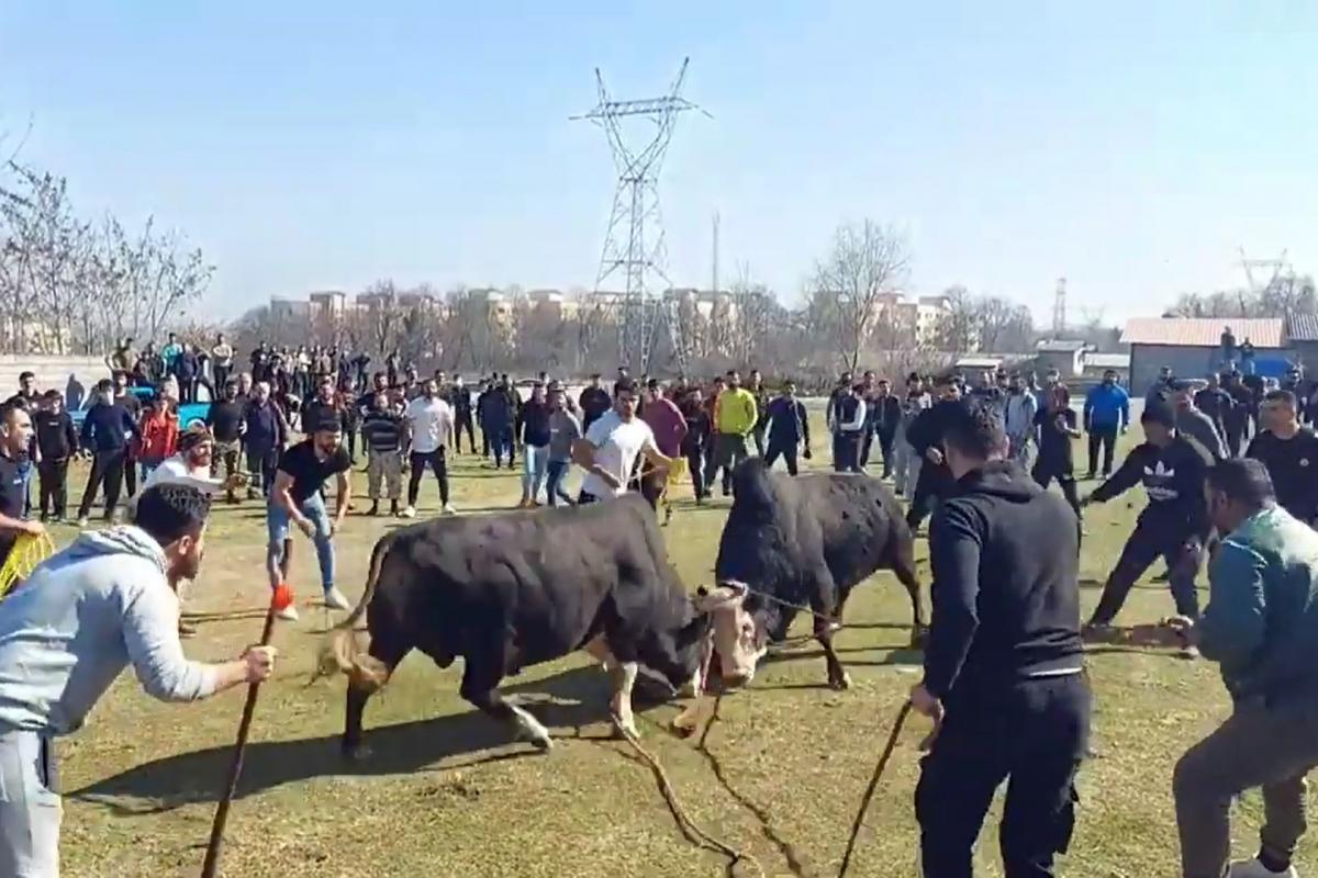 دادستان خبرداد:بازداشت یکی از عوامل برگزاری «ورزا جنگ» در خمام