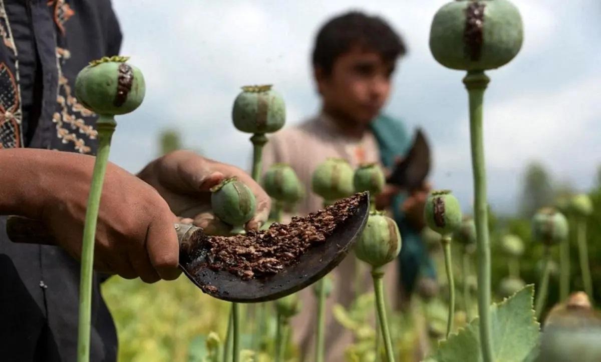 انبارهای کشف تریاک خالی شده/ اسمش مصرف دارویی است،رسمش شیوع گسترده اعتیاد