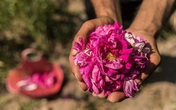 عربستان گل محمدی ایران را به نام خود ثبت جهانی کرد  