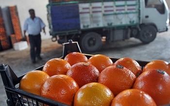 پرتقال‌ و نارنگی‌هایی که قبل از رسیدن،با رنگ صنعتی وارد بازار می شود