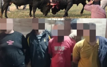 ممانعت از برگزاری «جنگ حیوانات» در سنگر؛ معرفی ۴ متخلف به دستگاه قضایی