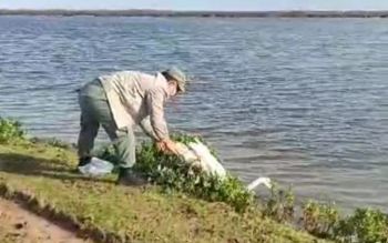 رهاسازی قوی گنگ گرفتار در تله صیادان غیرمجاز در تالاب بین‌المللی بوجاق