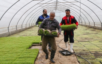 گزارش تصویری؛بانک نشای برنج در طاهرگوراب صومعه سرا؛از شلتوک تا آماده شدن برای کِشت