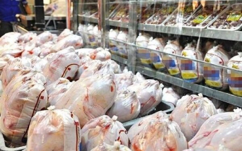 مدیر یک شرکت تولید مرغ در رشت ۶ میلیارد و ۷۰۰ میلیون تومان جریمه شد