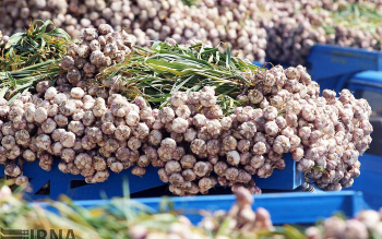 پلیس از کشف یک محموله عجیب خبر داد؛ ۶۰ تن سیر در تالش «احتکار» شده بود